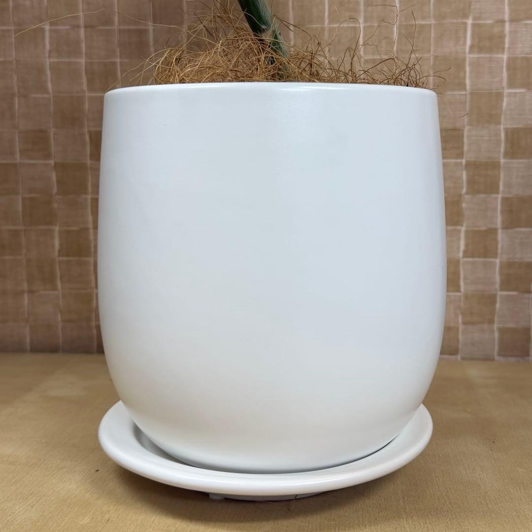 【現品】葉艶良好☆フィカス ウンベラータ 曲がり5号 観葉植物