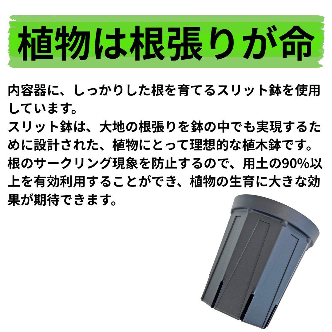 【現品】葉艶良好☆フィカス ウンベラータ 曲がり5号 観葉植物