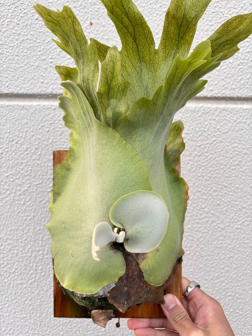 ビカクシダ　ウィリンキーPlatycerium willinkii