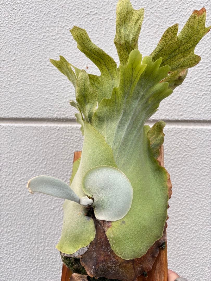 ビカクシダ　ウィリンキーPlatycerium willinkii
