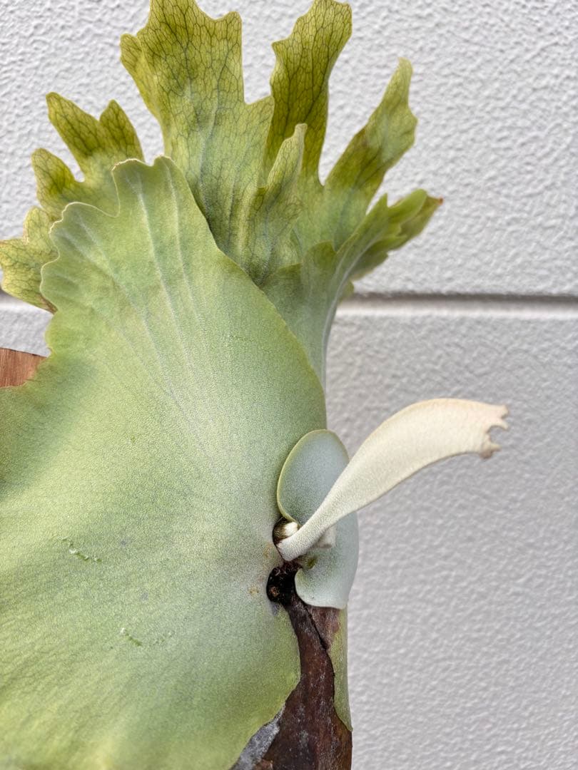 ビカクシダ　ウィリンキーPlatycerium willinkii