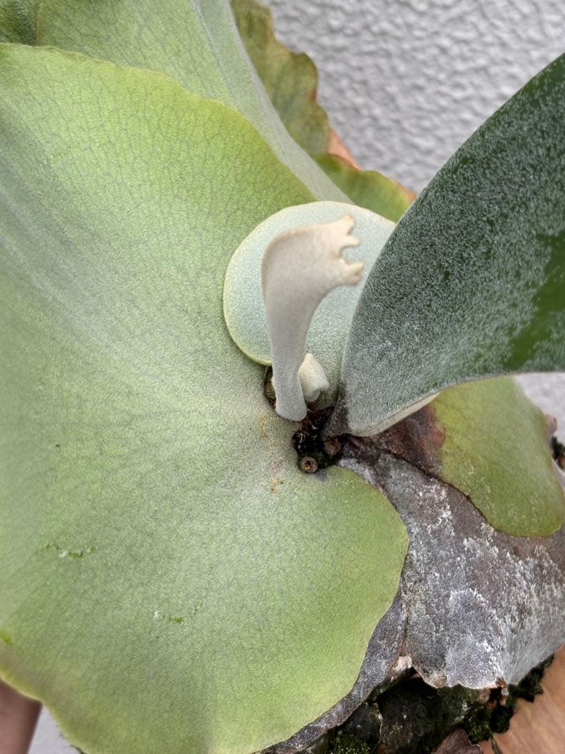 ビカクシダ　ウィリンキーPlatycerium willinkii
