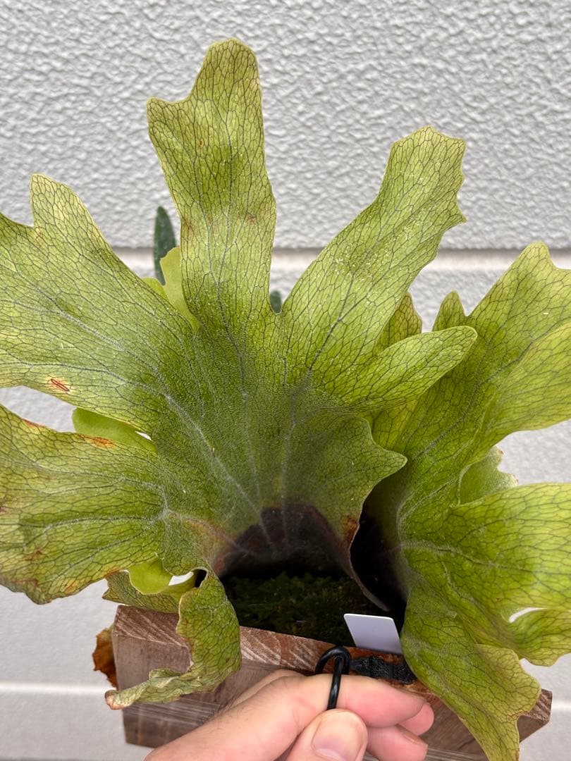 ビカクシダ　ウィリンキーPlatycerium willinkii