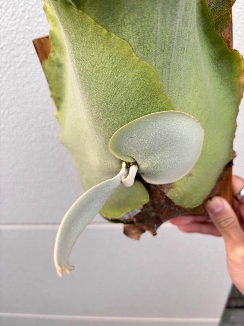 ビカクシダ　ウィリンキーPlatycerium willinkii