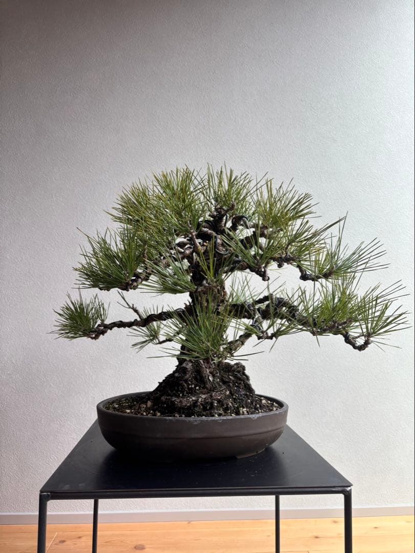 黒松　盆栽　中品　激古　模様木　足元18㎝