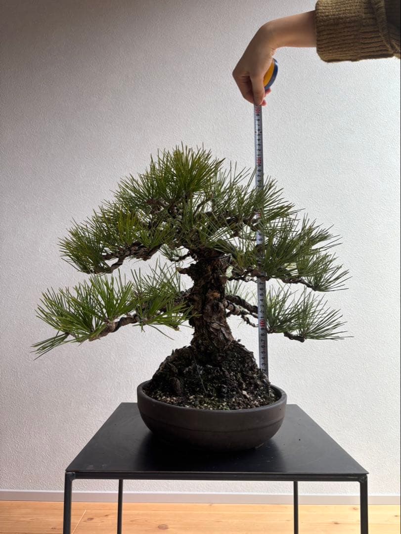 黒松　盆栽　中品　激古　模様木　足元18㎝