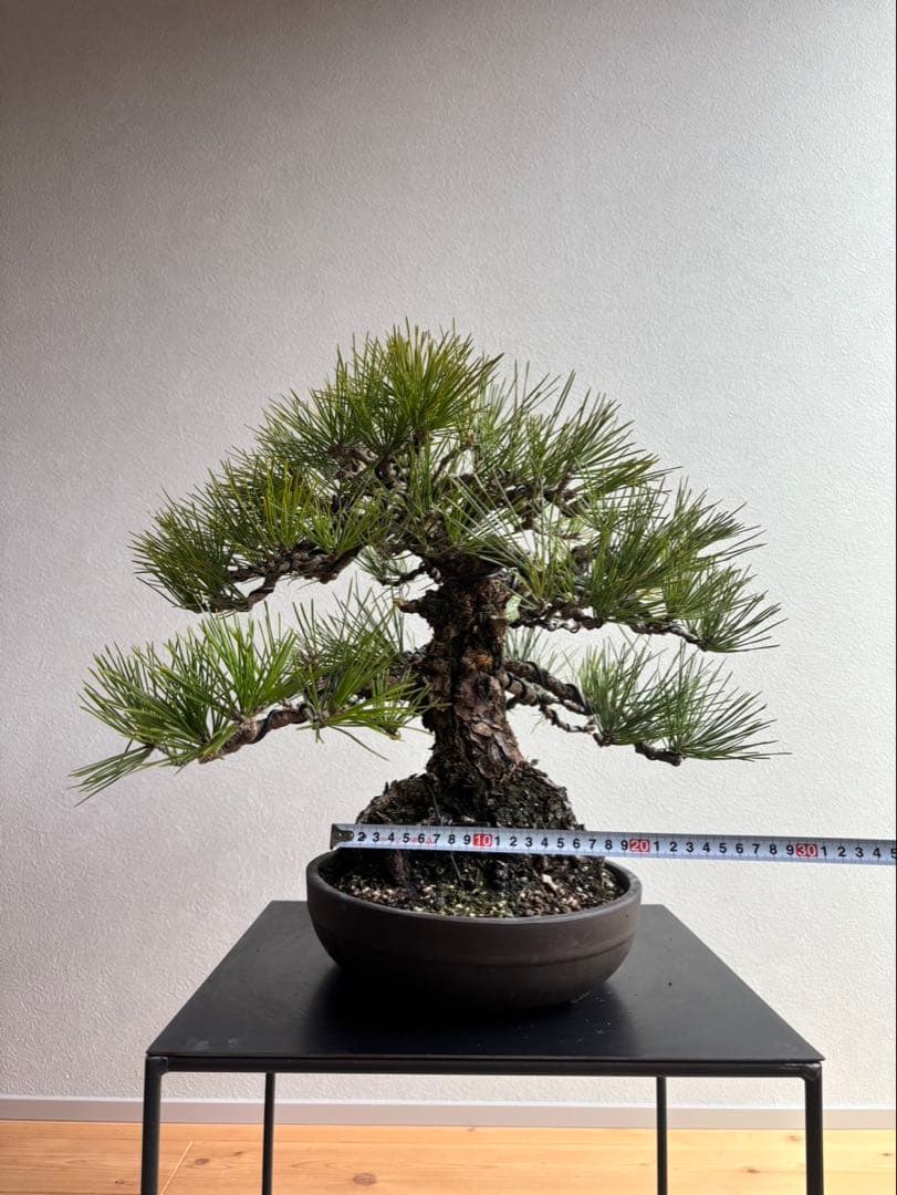 黒松　盆栽　中品　激古　模様木　足元18㎝