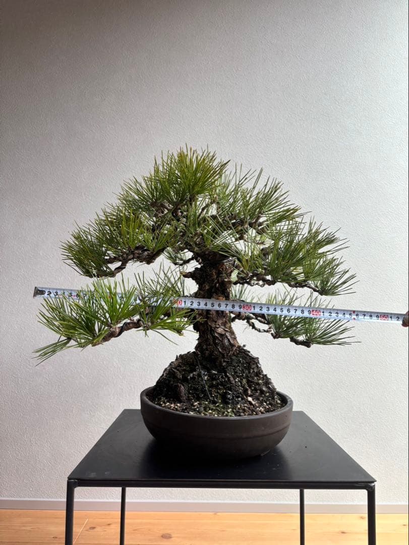 黒松　盆栽　中品　激古　模様木　足元18㎝