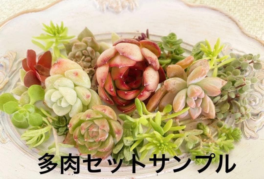 ⑤箱庭セットキット◆多肉寄せ植え