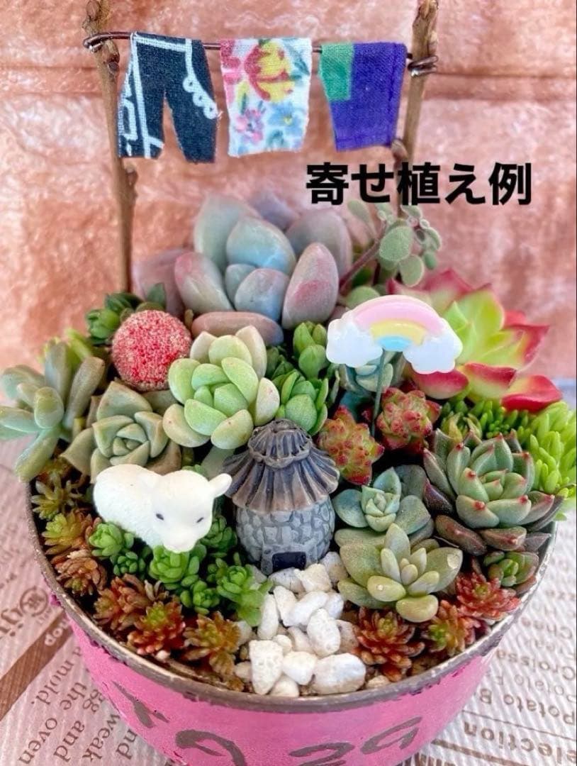 ⑤箱庭セットキット◆多肉寄せ植え