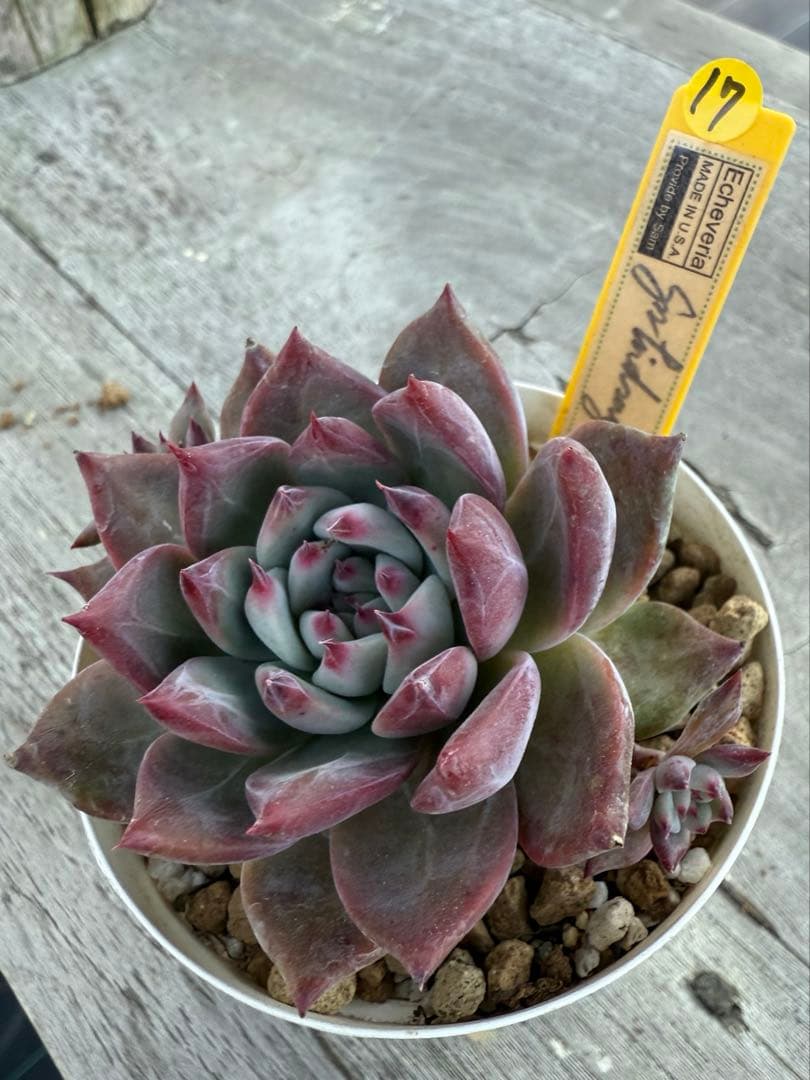 17 希少　SAMリンゼアナNo.6 カリフォルニア輸入　多肉植物