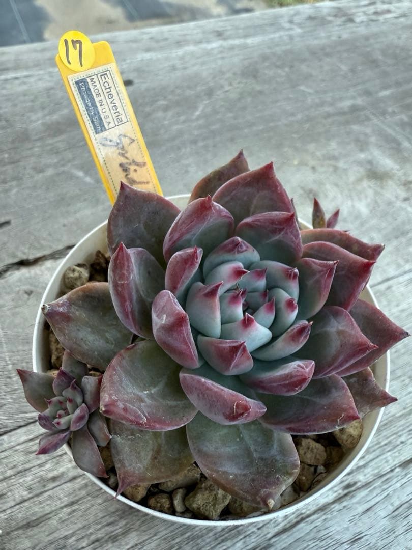17 希少　SAMリンゼアナNo.6 カリフォルニア輸入　多肉植物
