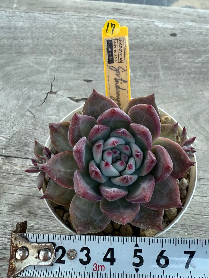 17 希少　SAMリンゼアナNo.6 カリフォルニア輸入　多肉植物