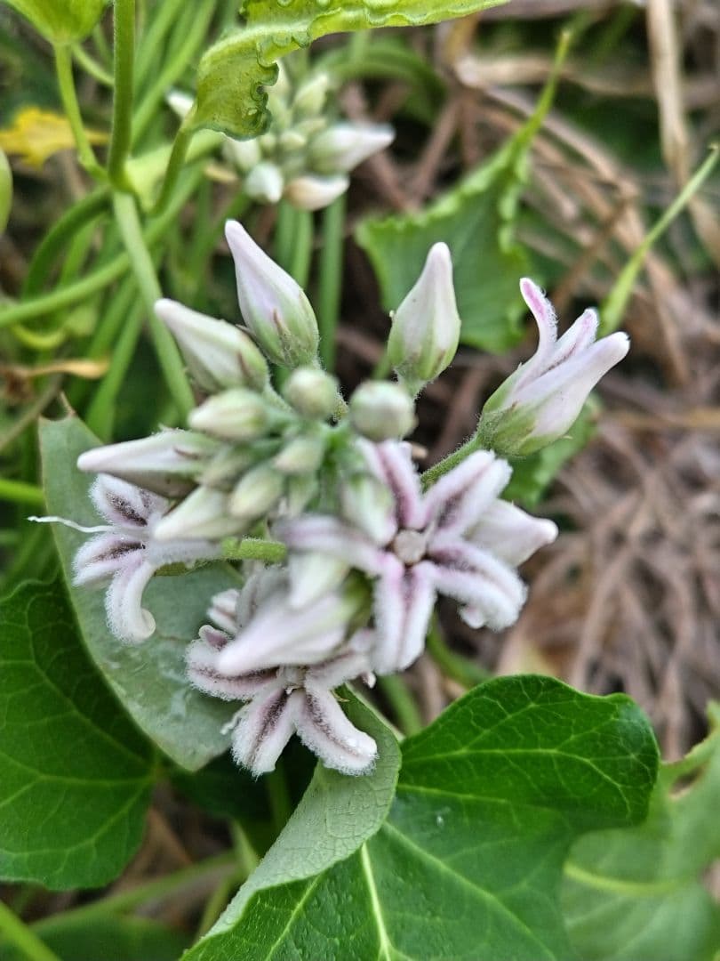 センニンソウ他　野の花　ご確認用