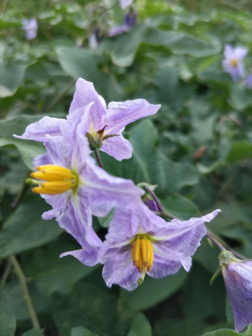 センニンソウ他　野の花　ご確認用