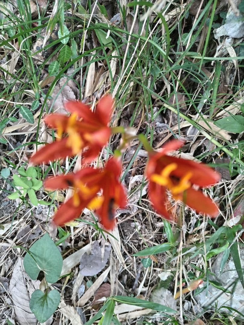 センニンソウ他　野の花　ご確認用