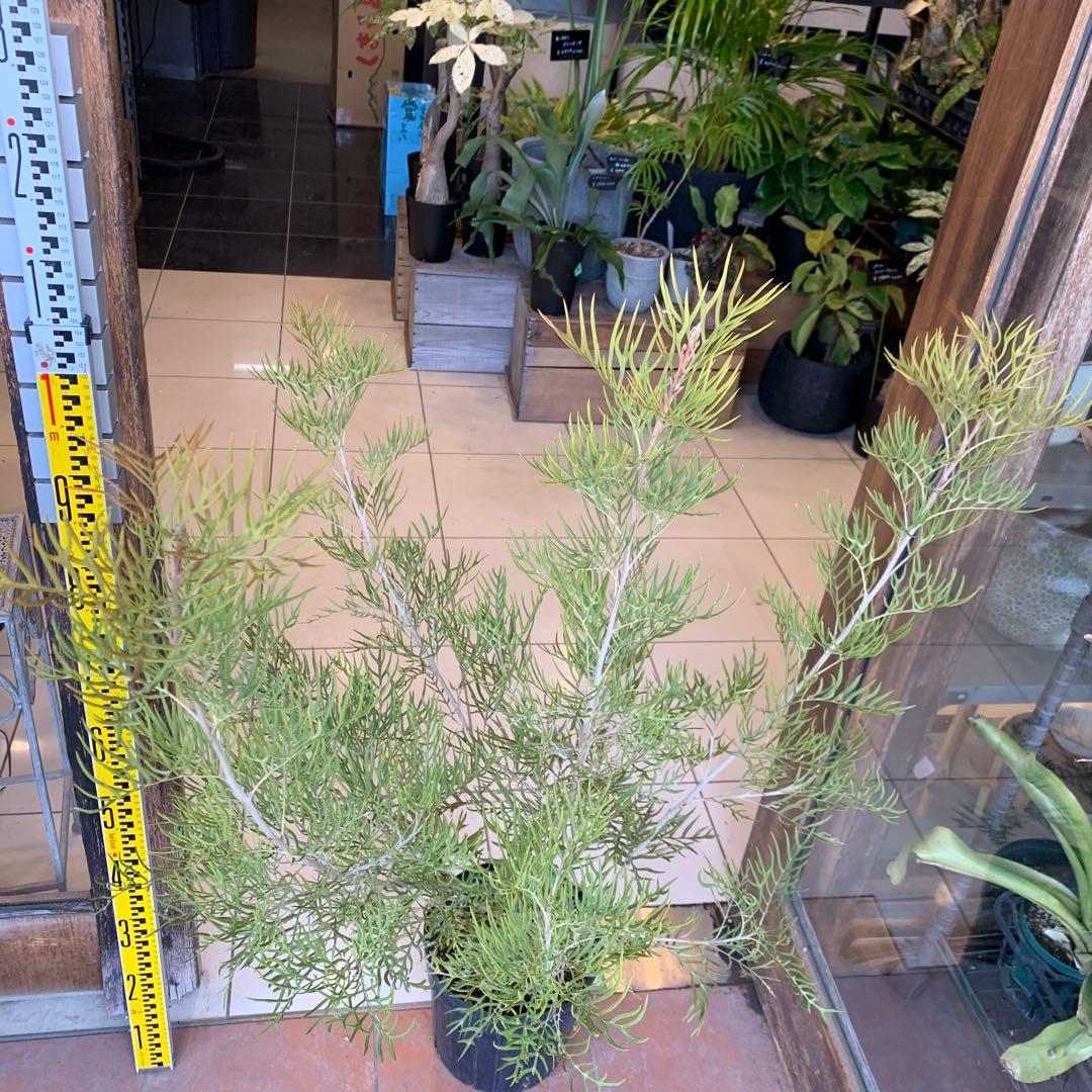 グレビレア ピーチアンドクリーム　大株　1