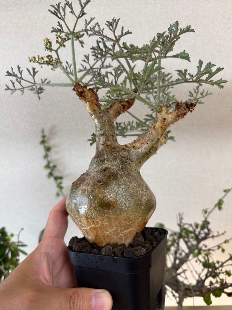 l*n様 開花中 キフォステンマ ベティフォルメ ソマリア ナローリーフ 発根済