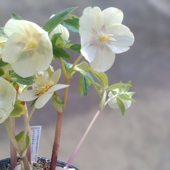 加藤農園。多弁系ゴールドフラッシュ。クリーム色の花の苗 No29