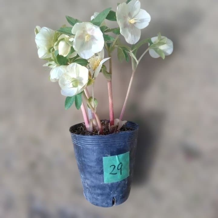 加藤農園。多弁系ゴールドフラッシュ。クリーム色の花の苗 No29