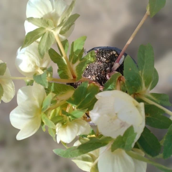 加藤農園。多弁系ゴールドフラッシュ。クリーム色の花の苗 No29