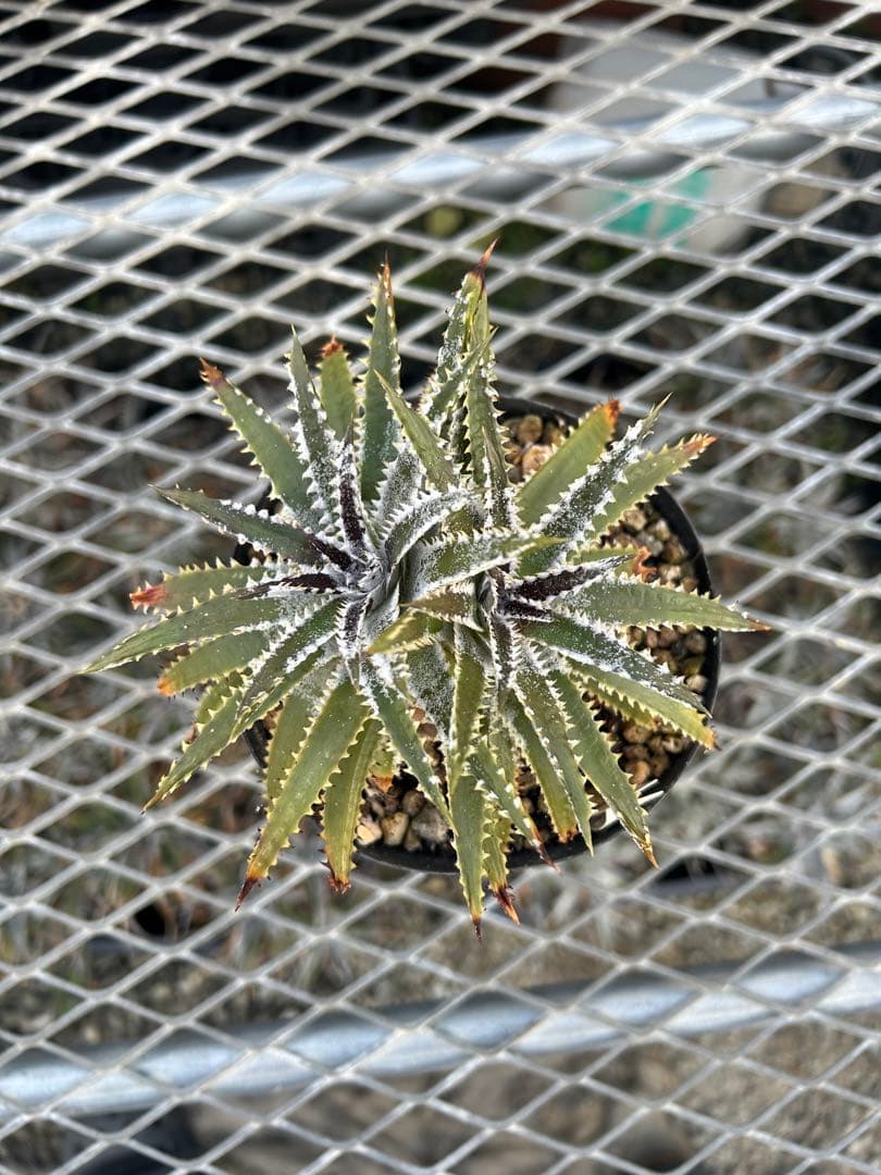 DBディッキア Dyckia Bill Baker hyb #216 ⑵