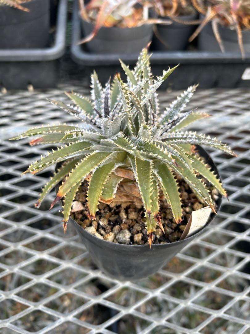 DBディッキア Dyckia Bill Baker hyb #216 ⑵