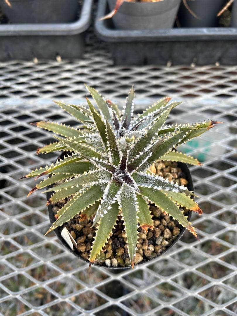 DBディッキア Dyckia Bill Baker hyb #216 ⑵