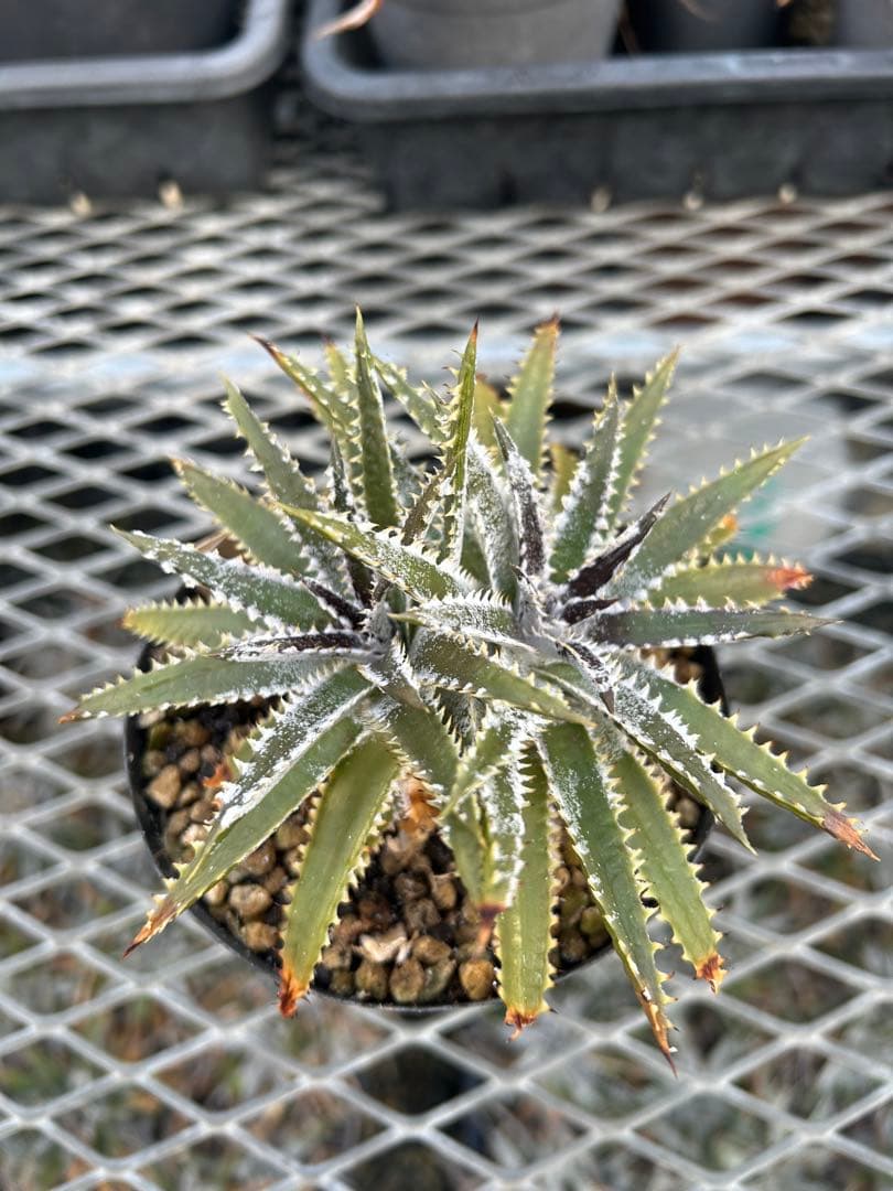 DBディッキア Dyckia Bill Baker hyb #216 ⑵