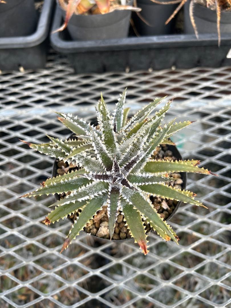 DBディッキア Dyckia Bill Baker hyb #216 ⑵