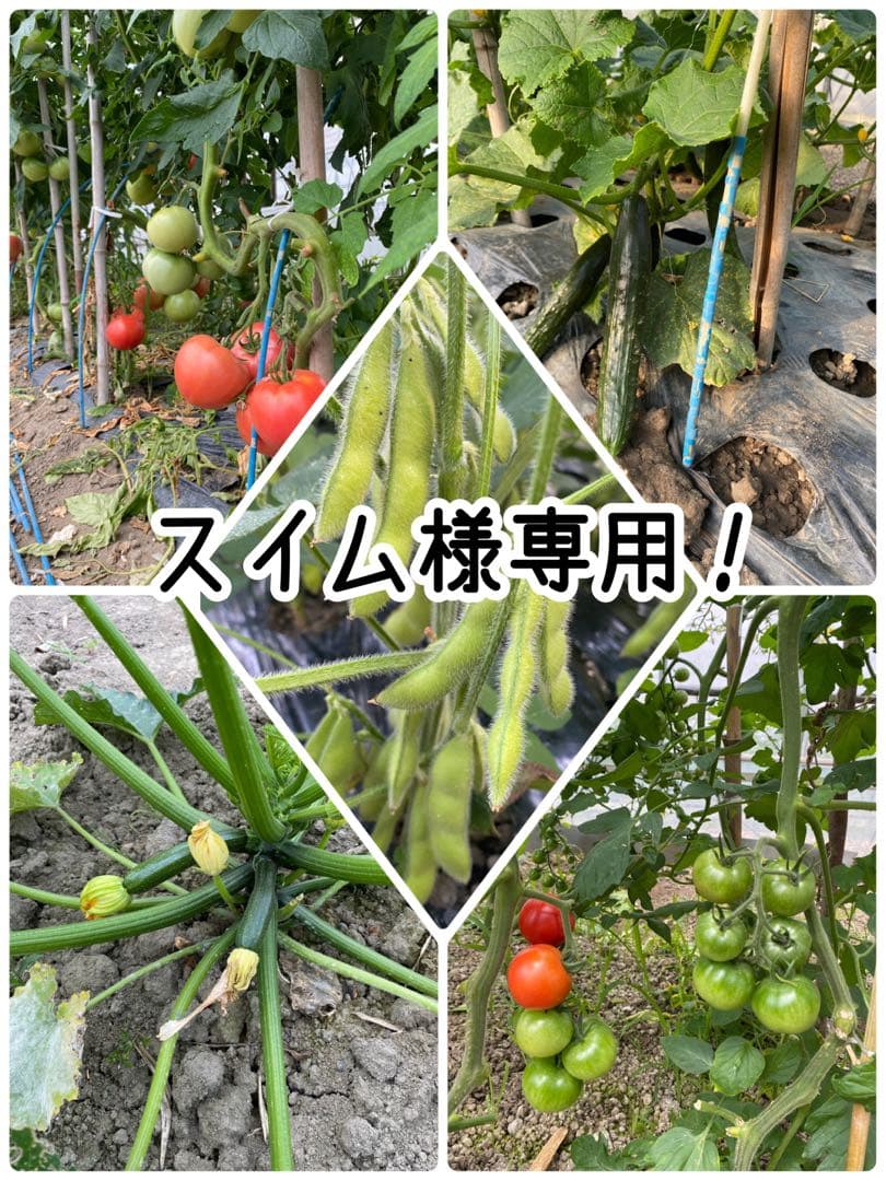 スイム！