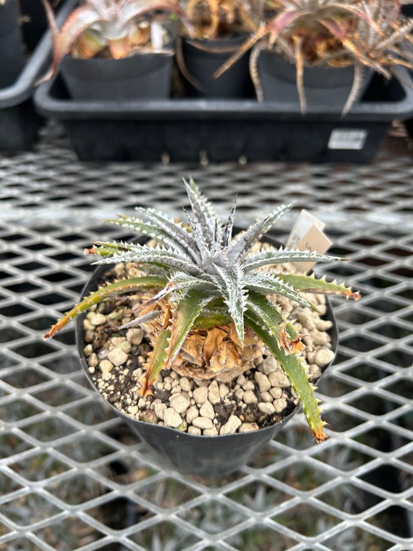 DBディッキア Dyckia Arizona x BS small #118 ⑸