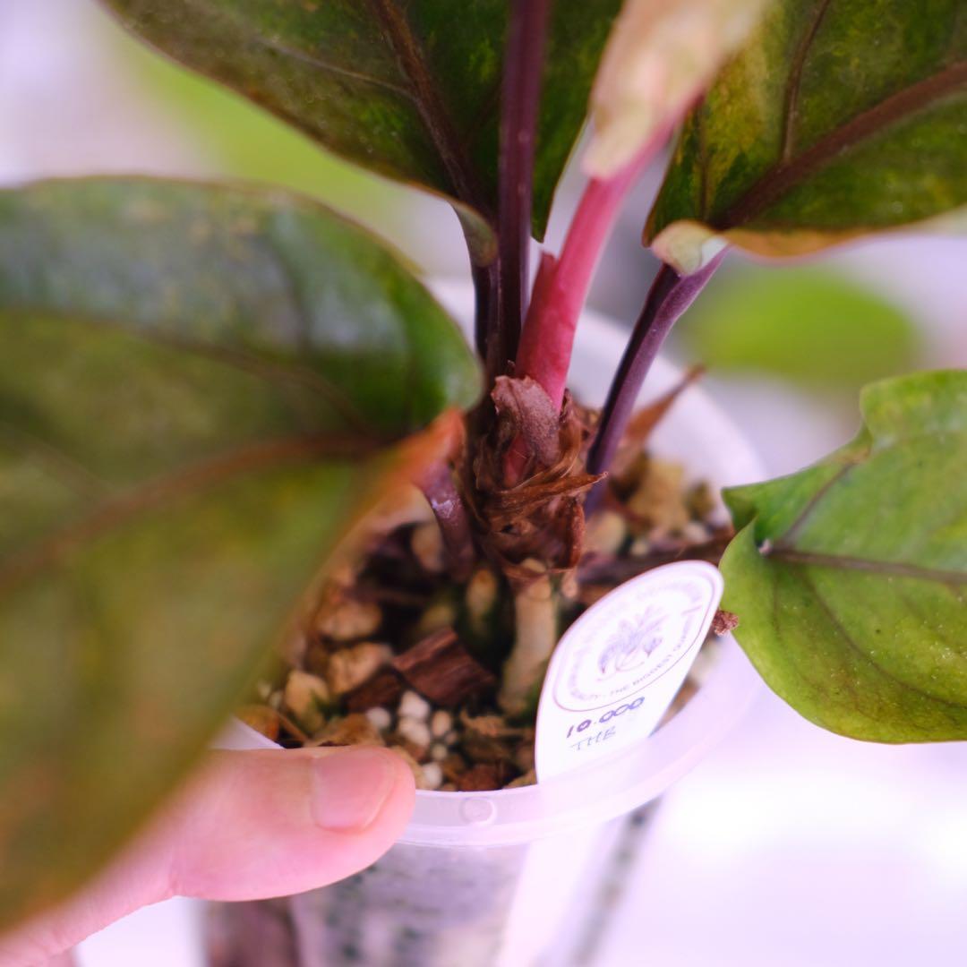 Anthurium Hookeri Sweeta Pink Polkadot ②