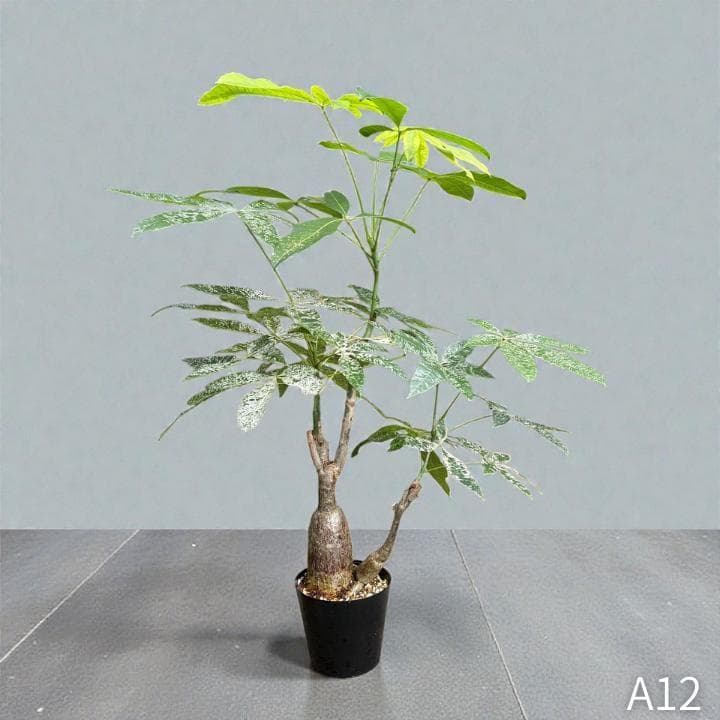 パキラ｜ミルキーウェイ × ムーンライト｜四箇所接木｜無機質用土 ｜A12