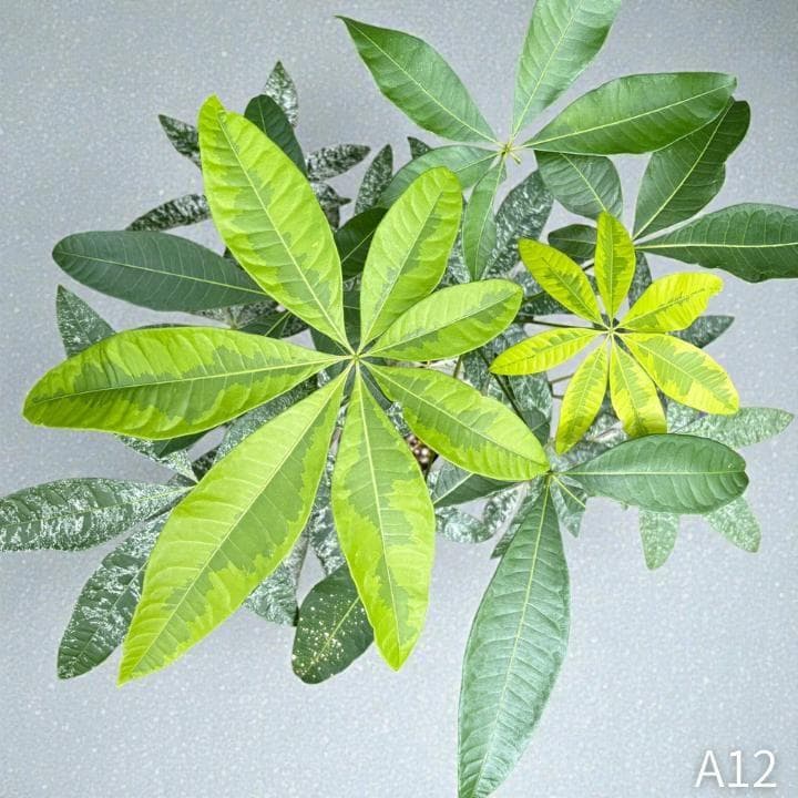 パキラ｜ミルキーウェイ × ムーンライト｜四箇所接木｜無機質用土 ｜A12