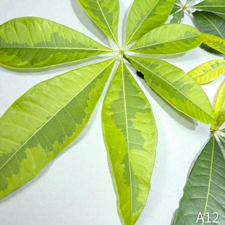 パキラ｜ミルキーウェイ × ムーンライト｜四箇所接木｜無機質用土 ｜A12