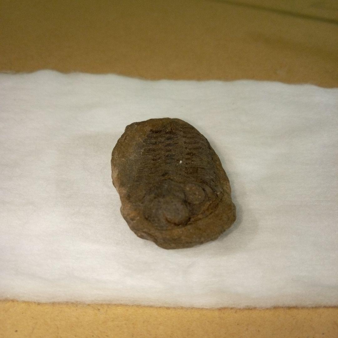 三葉虫　化石　三葉虫化石　究極のレトロ　fossil　ボリビア産　化石管理番号⑫