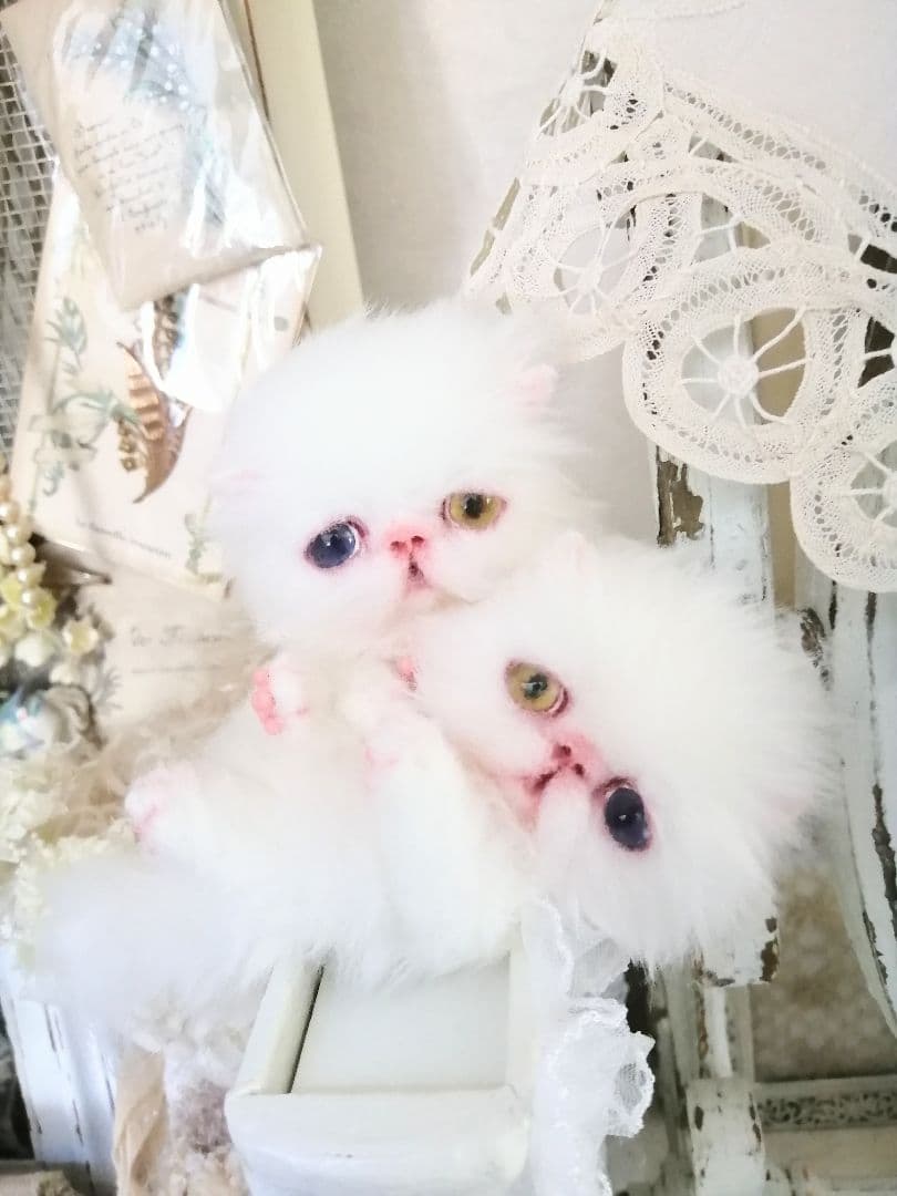 かちょぱ㌨✿様御予約❤️オッドアイの双子ちゃん♡ミニミニ子猫ちゃん♡エキゾ♡