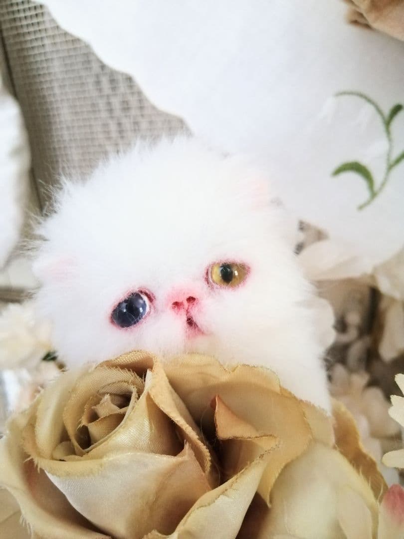 かちょぱ㌨✿様御予約❤️オッドアイの双子ちゃん♡ミニミニ子猫ちゃん♡エキゾ♡
