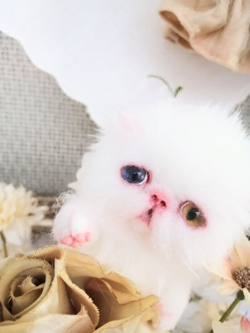 かちょぱ㌨✿様御予約❤️オッドアイの双子ちゃん♡ミニミニ子猫ちゃん♡エキゾ♡