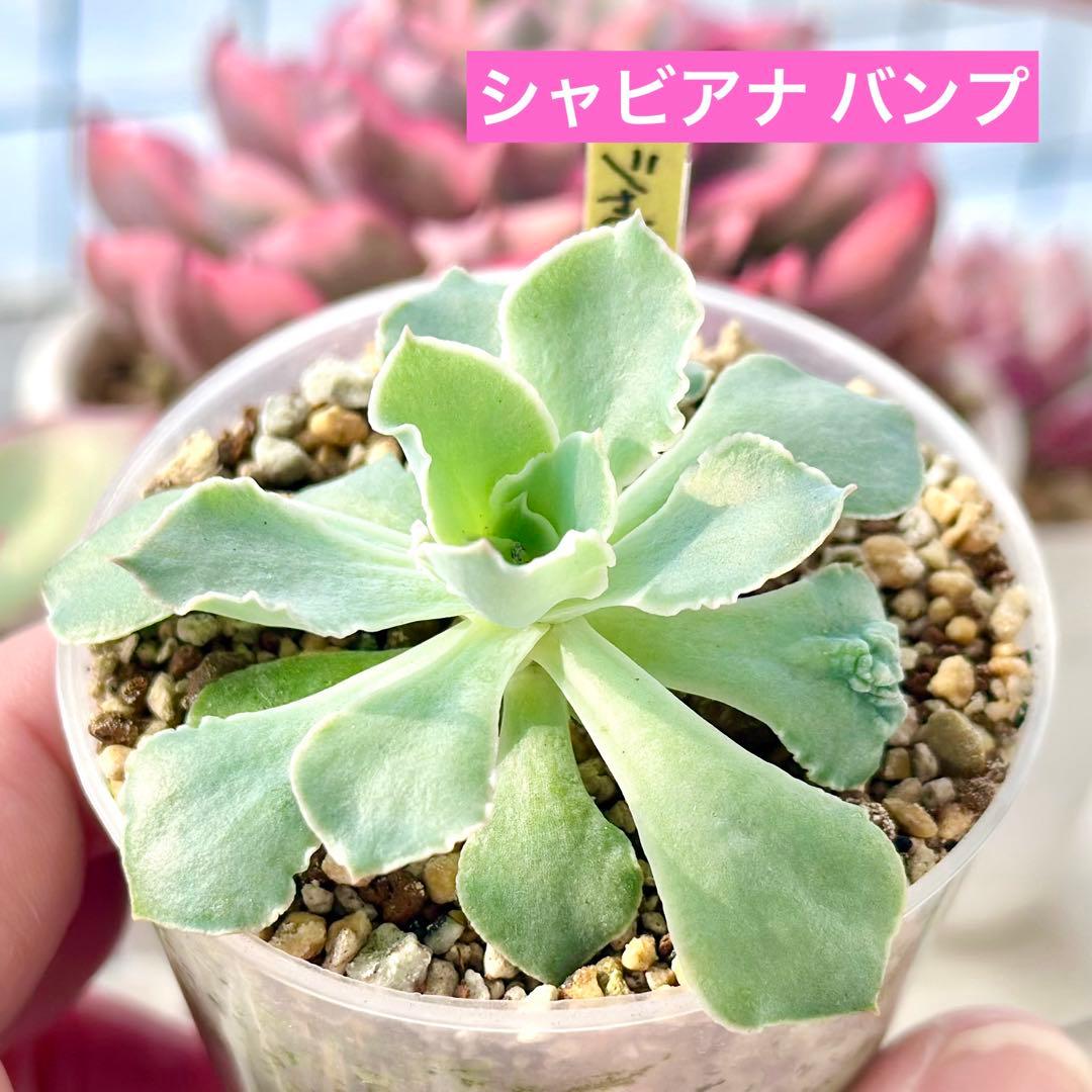 【サービス品@880〜】シャビアナ バンプ