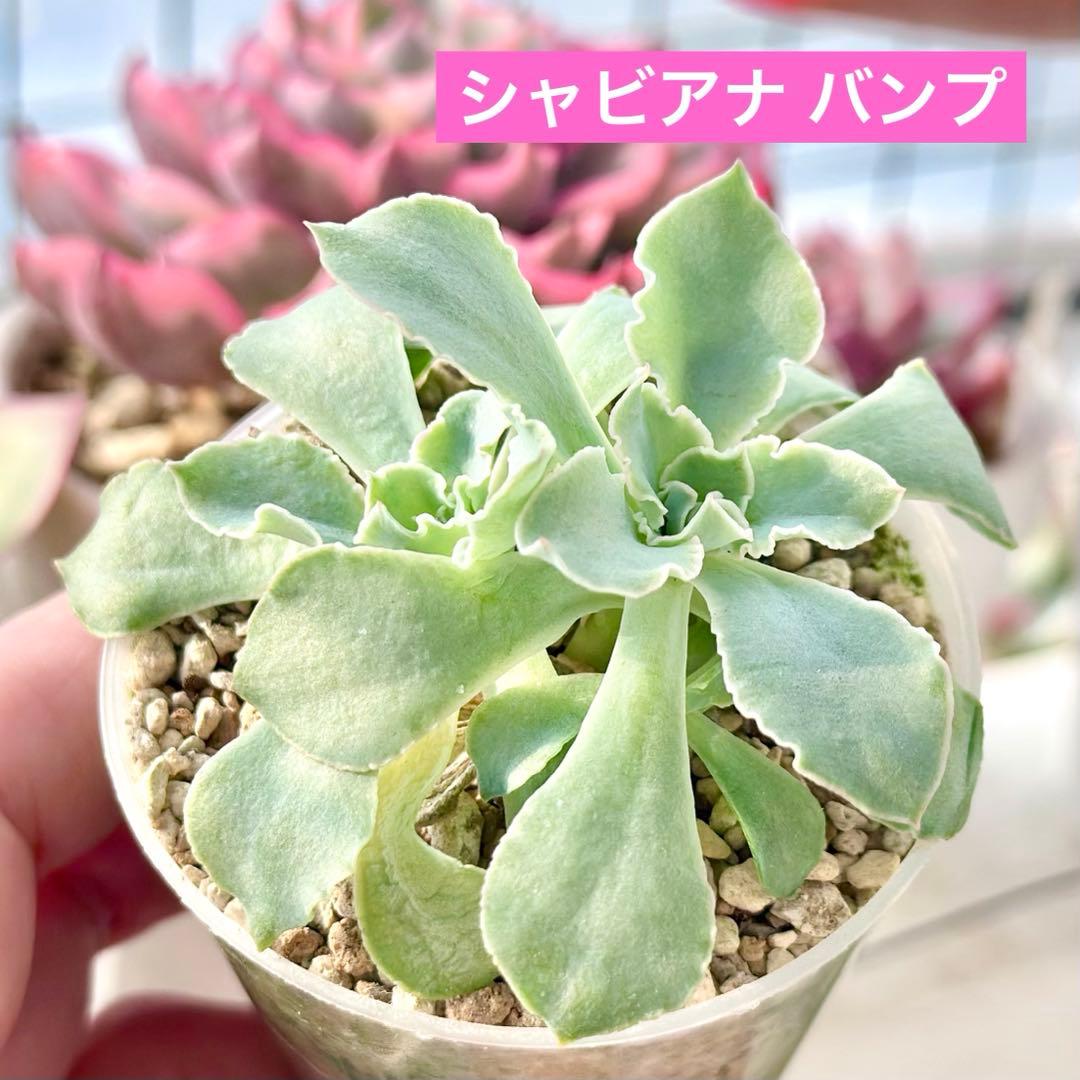 【サービス品@880〜】シャビアナ バンプ