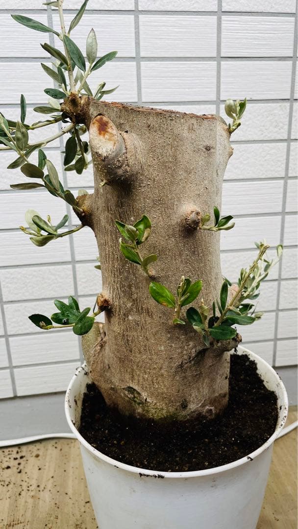 オリーブ　太木挿し　発根済み　小豆島産　古木　盆栽