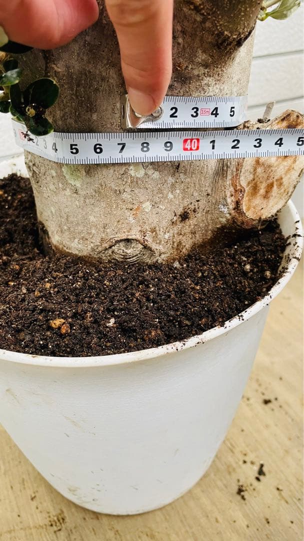 オリーブ　太木挿し　発根済み　小豆島産　古木　盆栽