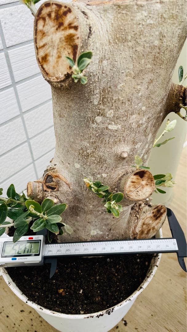 オリーブ　太木挿し　発根済み　小豆島産　古木　盆栽