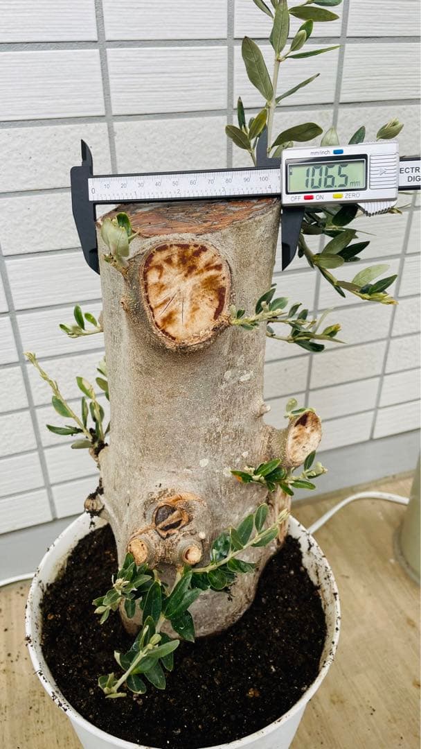 オリーブ　太木挿し　発根済み　小豆島産　古木　盆栽