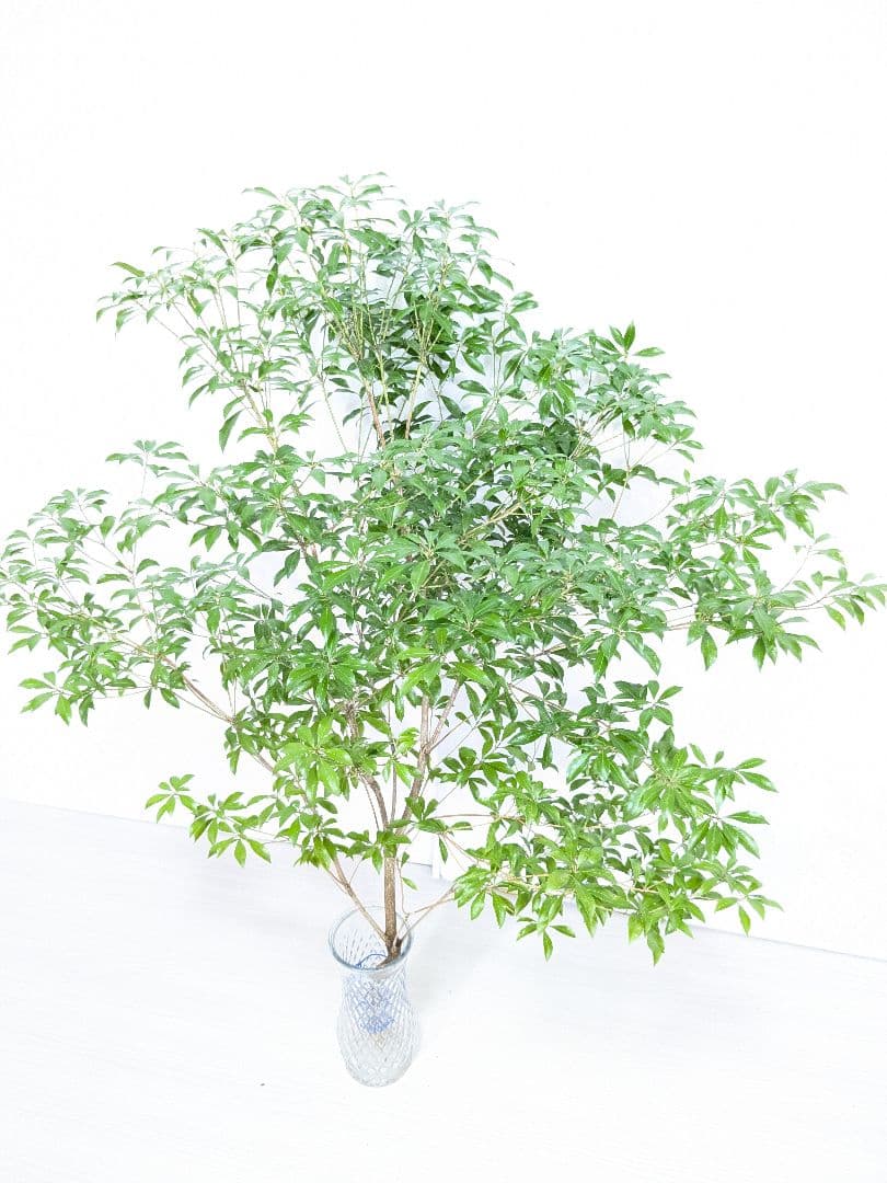 アセビ100cmx5本