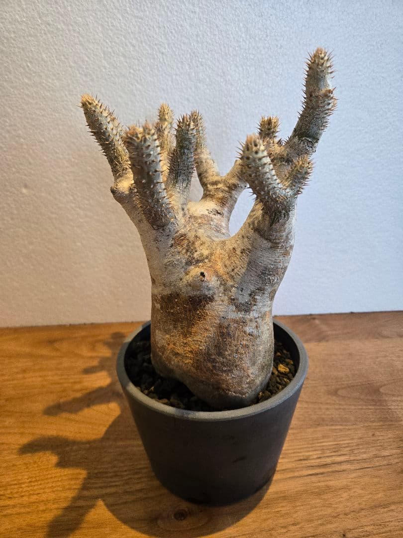イノピナツム　塊根植物