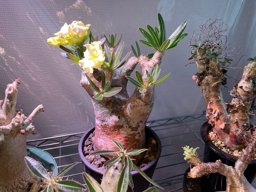 イノピナツム　塊根植物