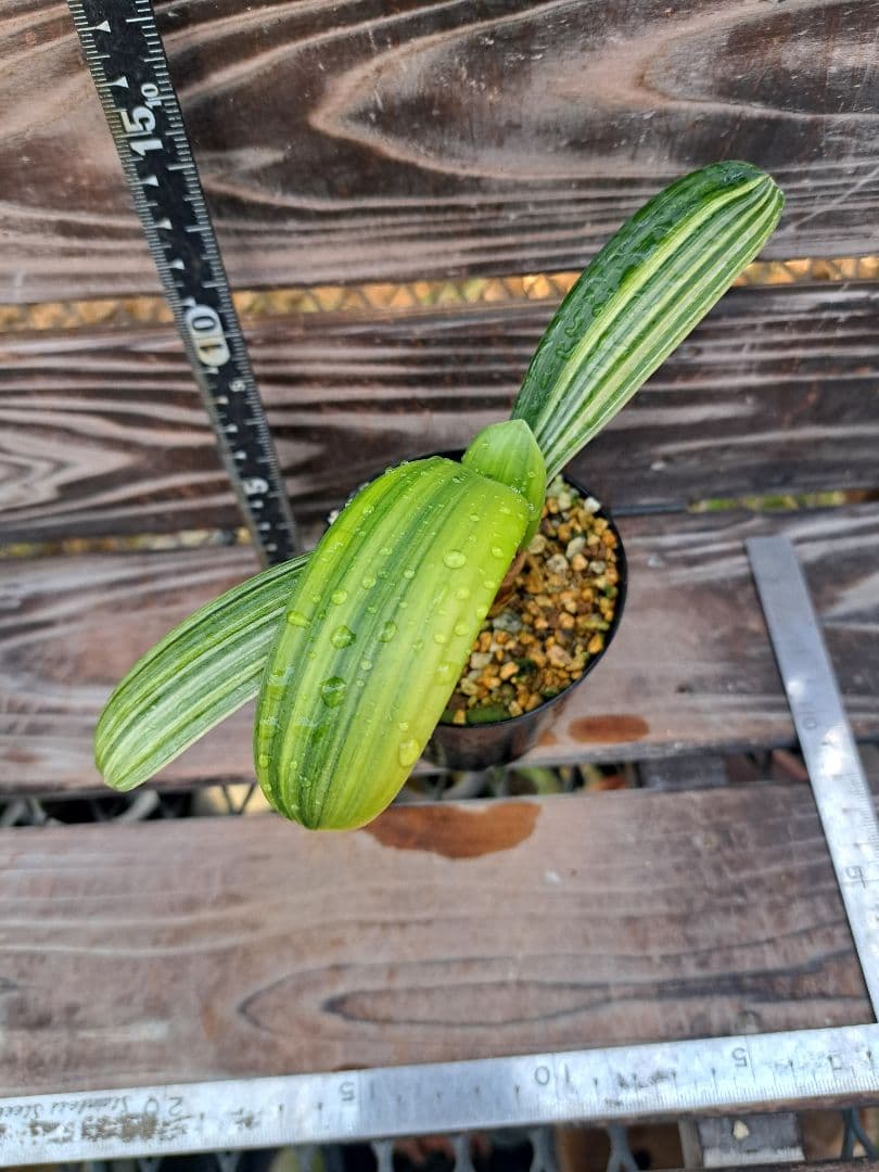 2点おまとめ　君子蘭　斑入り　植物　観葉植物　インテリア